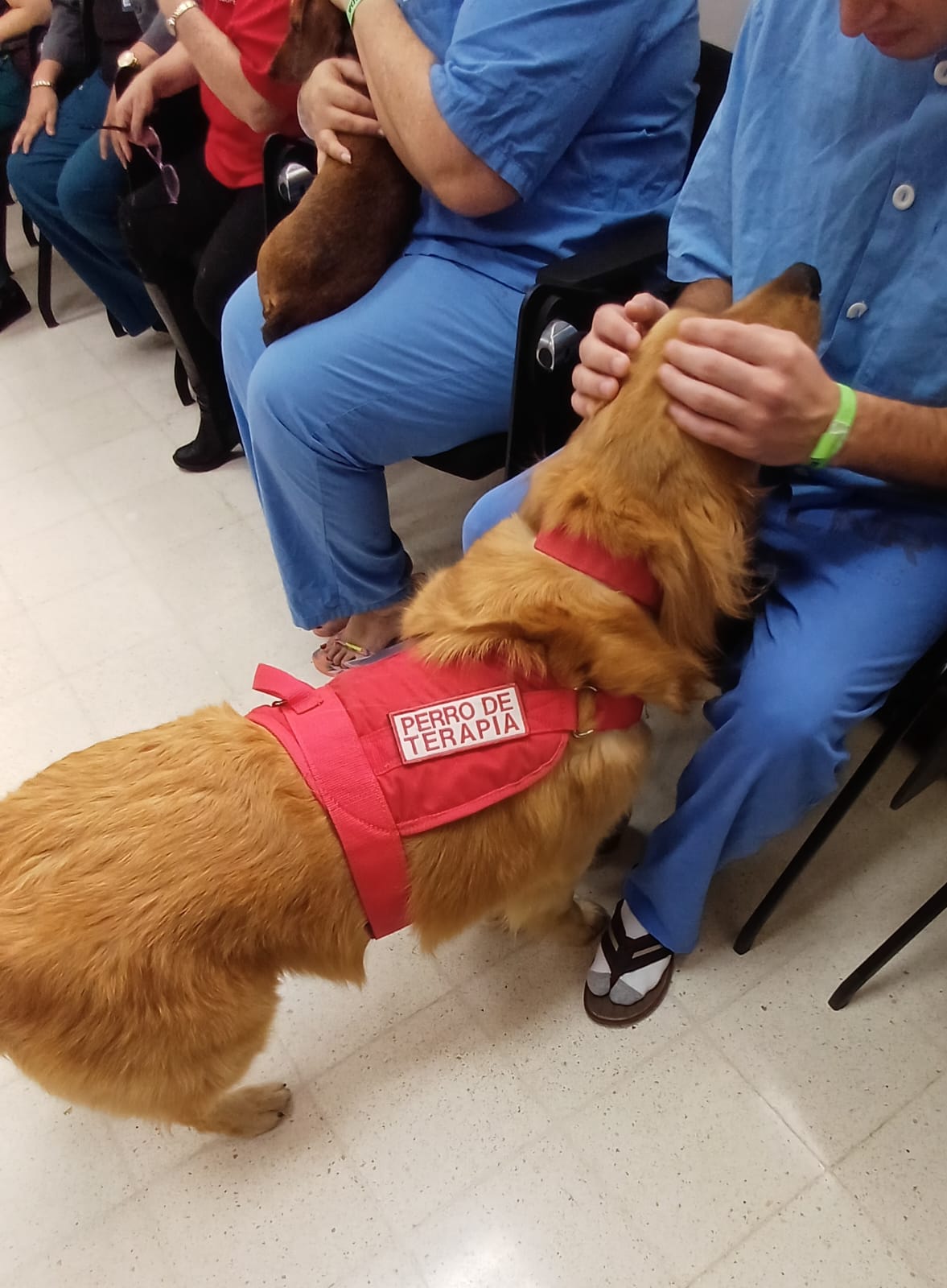 Detalle de perro terapeuta siendo acariciado
